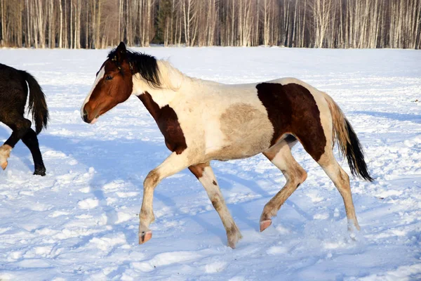Konie Zimowy Spacer — Zdjęcie stockowe