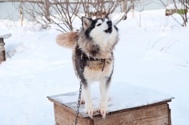 Köpekler sokakta yürürken irileşir.