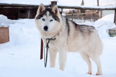 Köpekler sokakta yürürken irileşir.