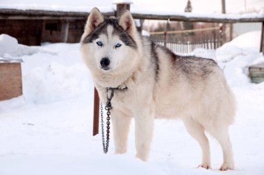 Köpekler sokakta yürürken irileşir.