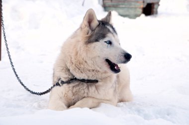 Köpekler sokakta yürürken irileşir.