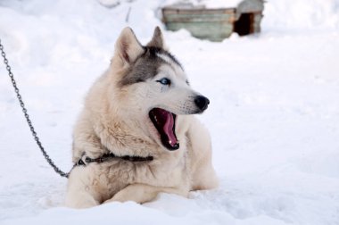 Köpekler sokakta yürürken irileşir.