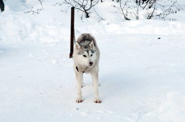 Köpekler sokakta yürürken irileşir.