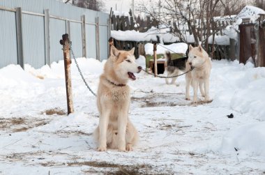 Köpekler sokakta yürürken irileşir.