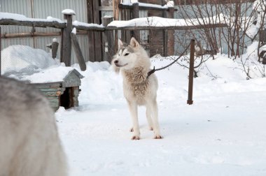 Köpekler sokakta yürürken irileşir.
