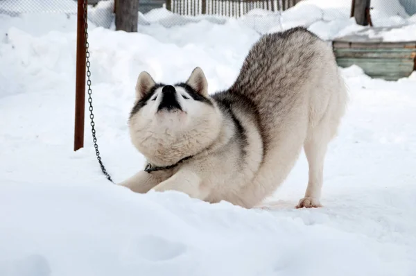 Hunde Züchten Husky Der Auf Der Straße Läuft — Stockfoto