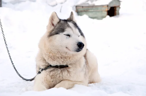 Kutyák Tenyészt Husky Séta Utcán — Stock Fotó