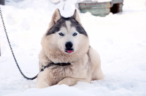 Kutyák Tenyészt Husky Séta Utcán — Stock Fotó