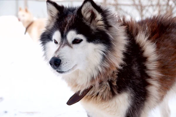 Kutyák Tenyészt Husky Séta Utcán — Stock Fotó