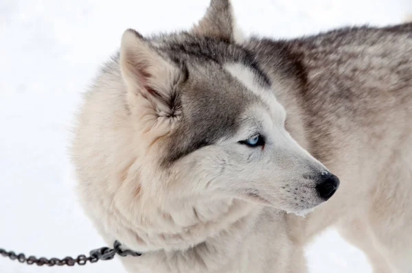 Hundar Ras Husky Promenader Gatan — Stockfoto