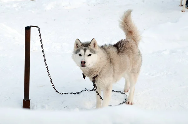 Kutyák Tenyészt Husky Séta Utcán — Stock Fotó