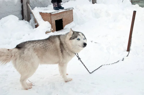 Cani Razza Husky Camminare Strada — Foto Stock