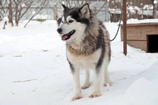 Honden Fokken Husky Wandelen Straat — Stockfoto