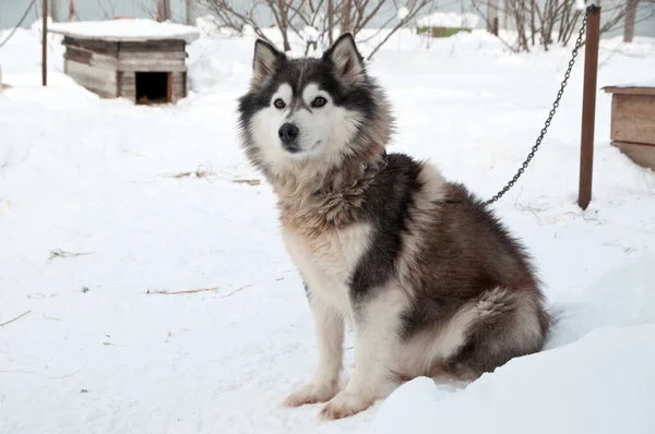 Honden Fokken Husky Wandelen Straat — Stockfoto