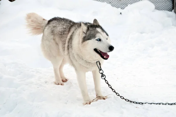 Kutyák Tenyészt Husky Séta Utcán — Stock Fotó