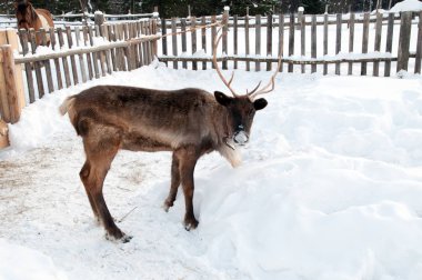Ren geyiği sokakta yürüyor.