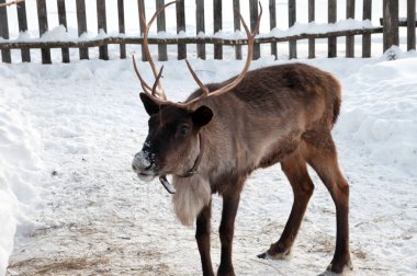Ren geyiği sokakta yürüyor.