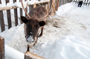 Ren geyiği sokakta yürüyor.
