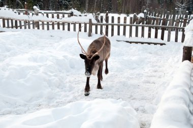 Ren geyiği sokakta yürüyor.