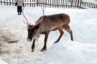 Ren geyiği sokakta yürüyor.