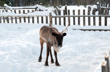 Ren geyiği sokakta yürüyor.
