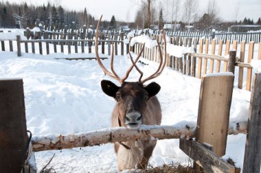 Ren geyiği sokakta yürüyor.
