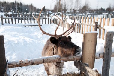 Ren geyiği sokakta yürüyor.