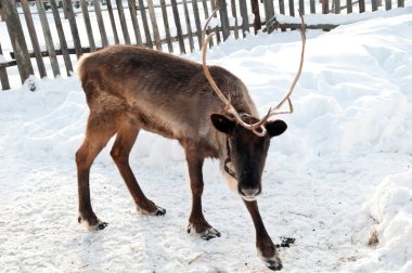 Ren geyiği sokakta yürüyor.
