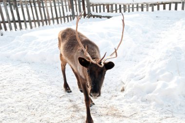 Ren geyiği sokakta yürüyor.