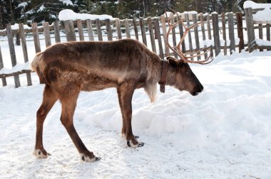 Ren geyiği sokakta yürüyor.
