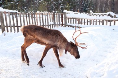 Ren geyiği sokakta yürüyor.