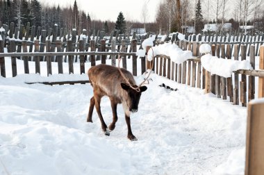 Ren geyiği sokakta yürüyor.