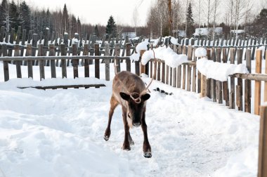 Ren geyiği sokakta yürüyor.