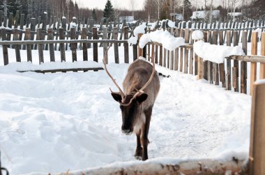Ren geyiği sokakta yürüyor.