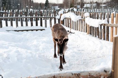 Ren geyiği sokakta yürüyor.