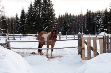 At sokakta yürüyor.