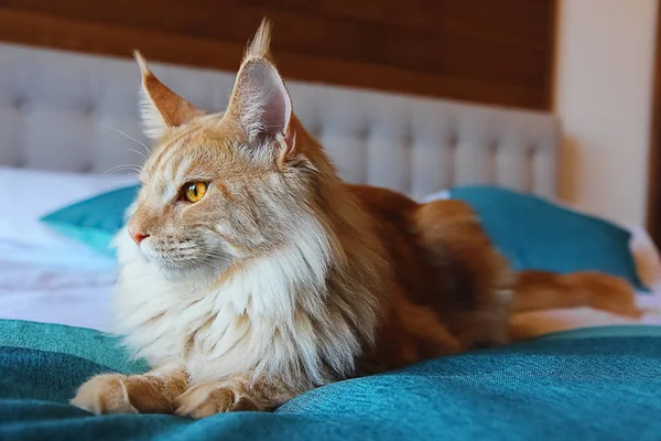 Maine Coon kedi kapalı