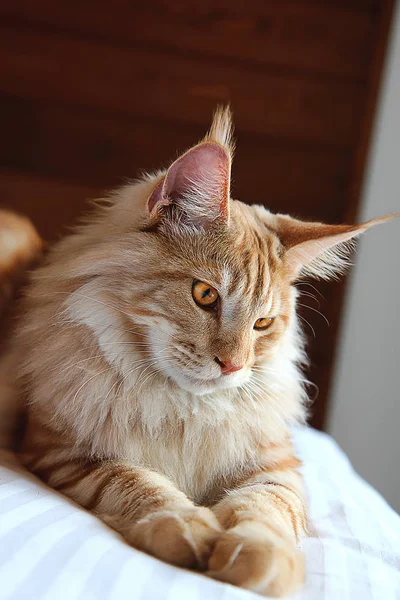 Maine Coon kedi kapalı