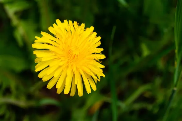 Flor Dente Leão Amarelo Sobre Fundo Verde Escuro — Fotografia de Stock