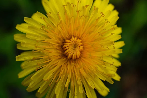Yellow Dandelion Flower Dark Green Background — Stock Photo, Image
