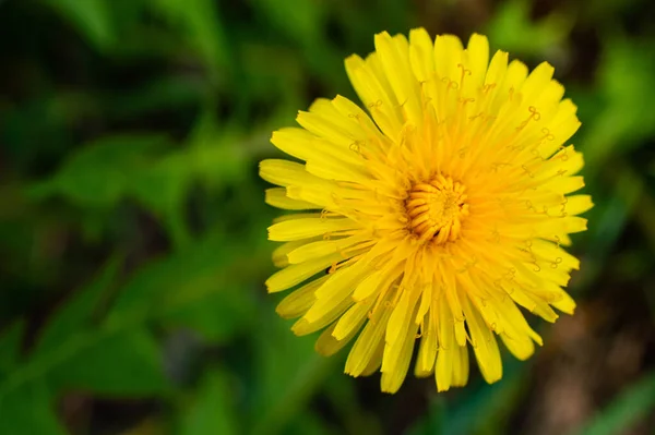 Žlutá Pampeliška Květina Tmavozeleném Pozadí — Stock fotografie