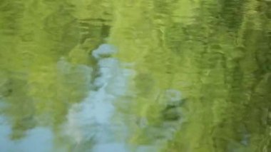 Yeşil yeşillik yansıması