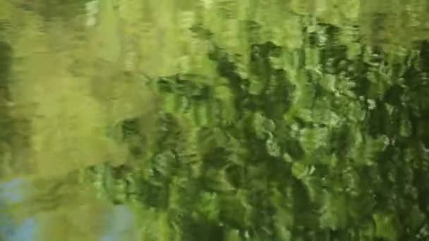 Reflexion des grünen Laubes — Stockvideo