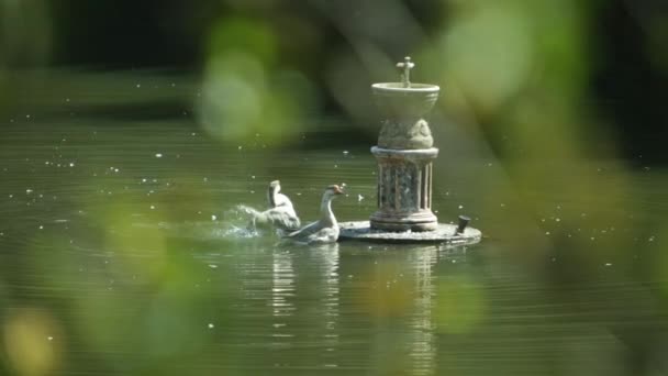 Os cisnes nadam na lagoa. Lago . — Vídeo de Stock
