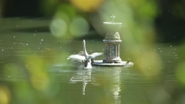 Los cisnes nadan en el estanque. Lago. . — Vídeo de stock