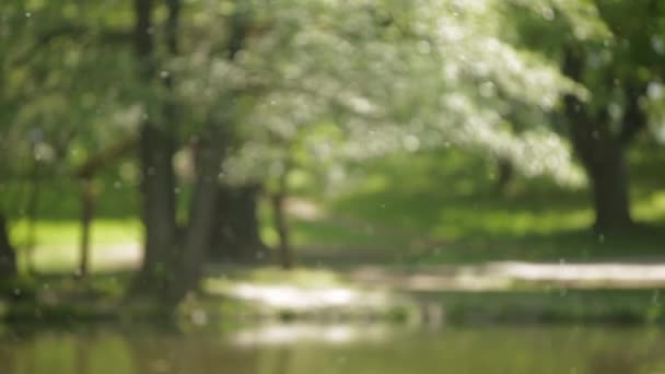 Grande lago na floresta — Vídeo de Stock