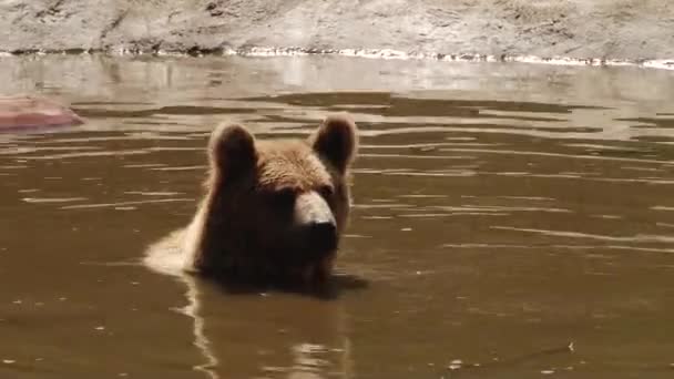 Καφέ αρκούδες παίζουν στο αποθεματικό — Αρχείο Βίντεο