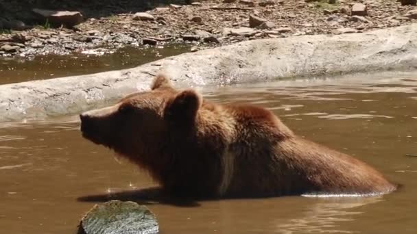 Ursos castanhos jogam na reserva — Vídeo de Stock
