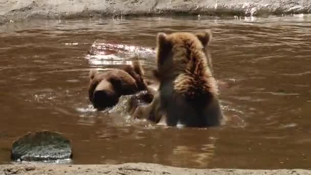 Ursos castanhos jogam na reserva — Vídeo de Stock
