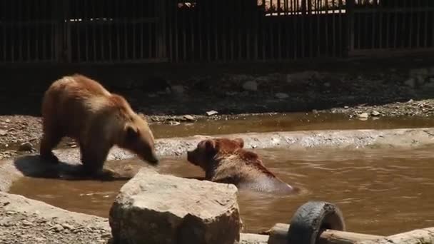 Les ours bruns jouent dans la réserve 